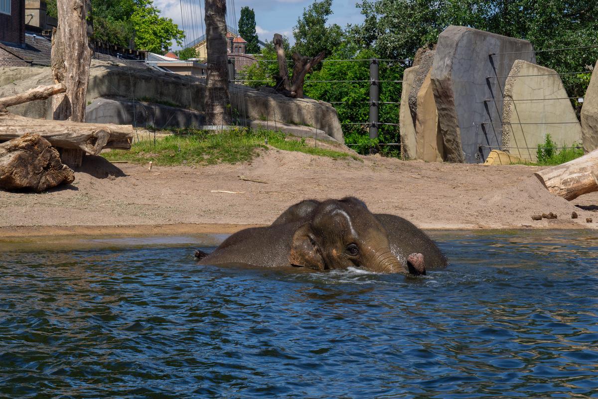Playful Asian elephant bathing at ARTIS Zoo Amsterdam