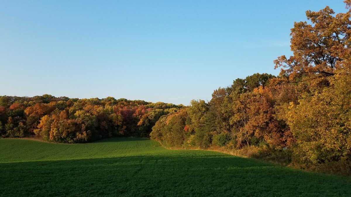 Autumn Trees during fall season