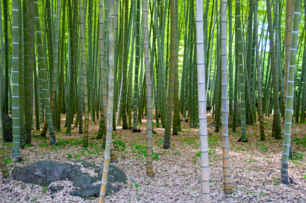 Beppu Park in Oita, Japan