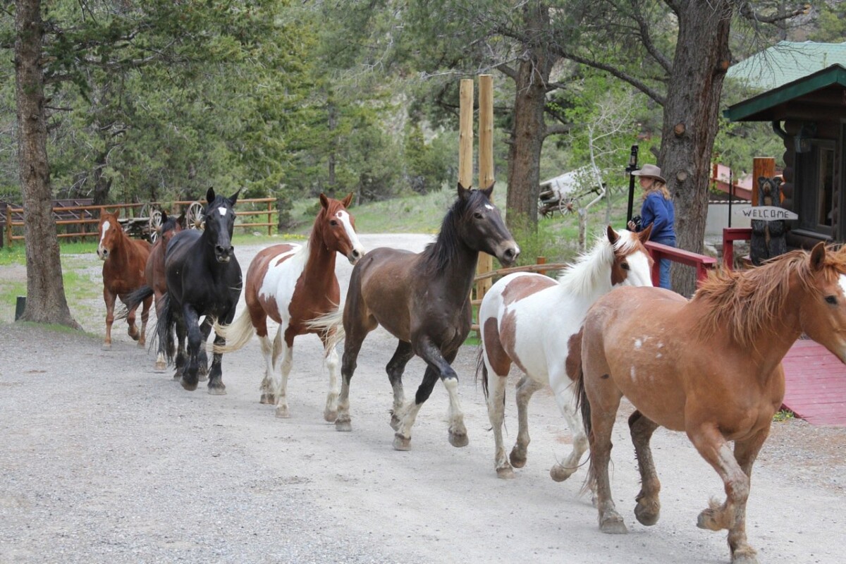 Horses at Bill Cody Ranch