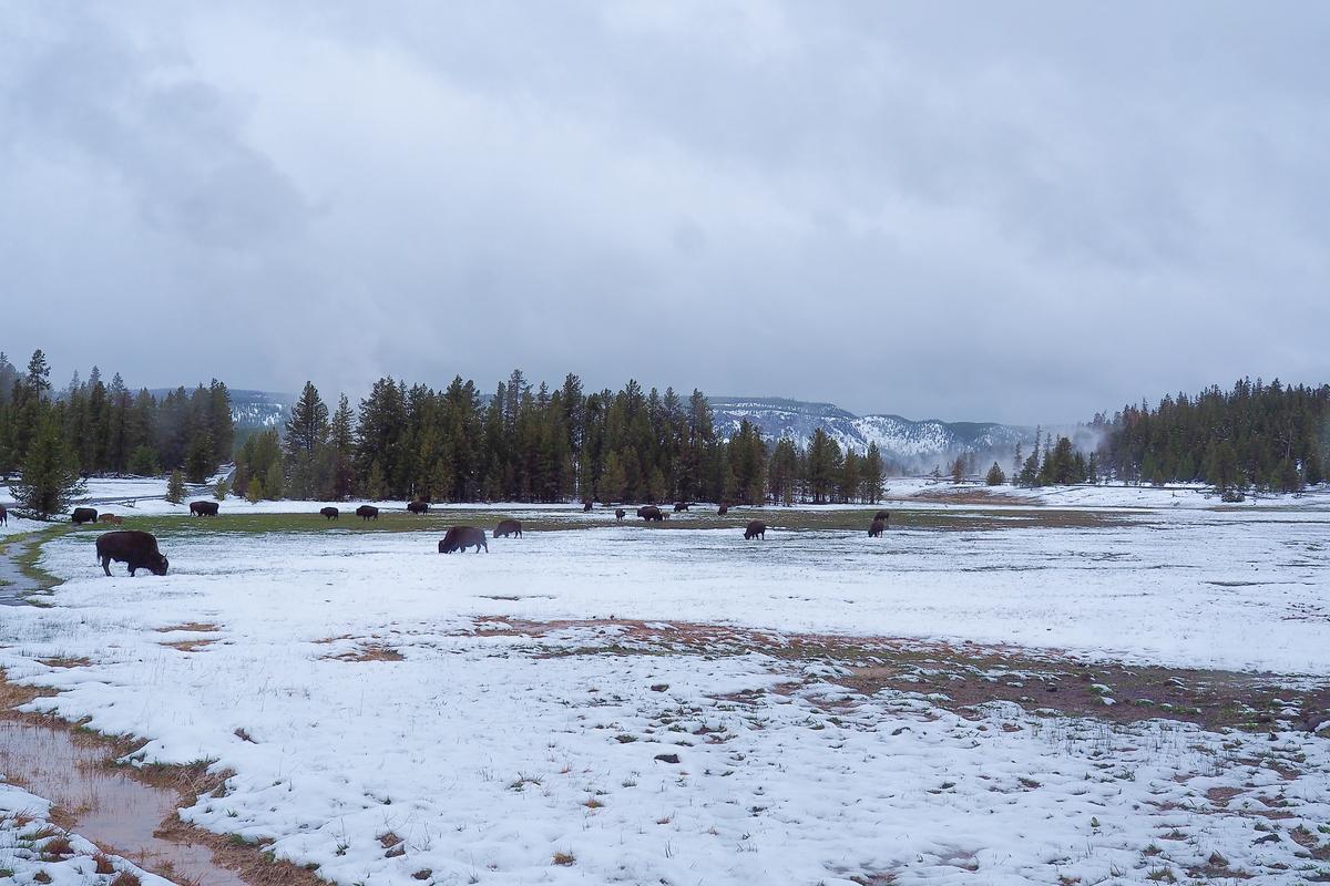 Bison grazing in snowy Upper Geyser Basin, Yellowstone National Park, winter landscape