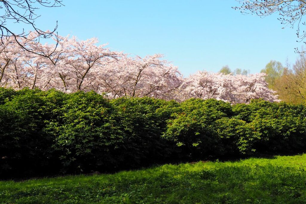 Cherry blossoms in full bloom at Bloesempark, Amsterdam - springtime spectacle