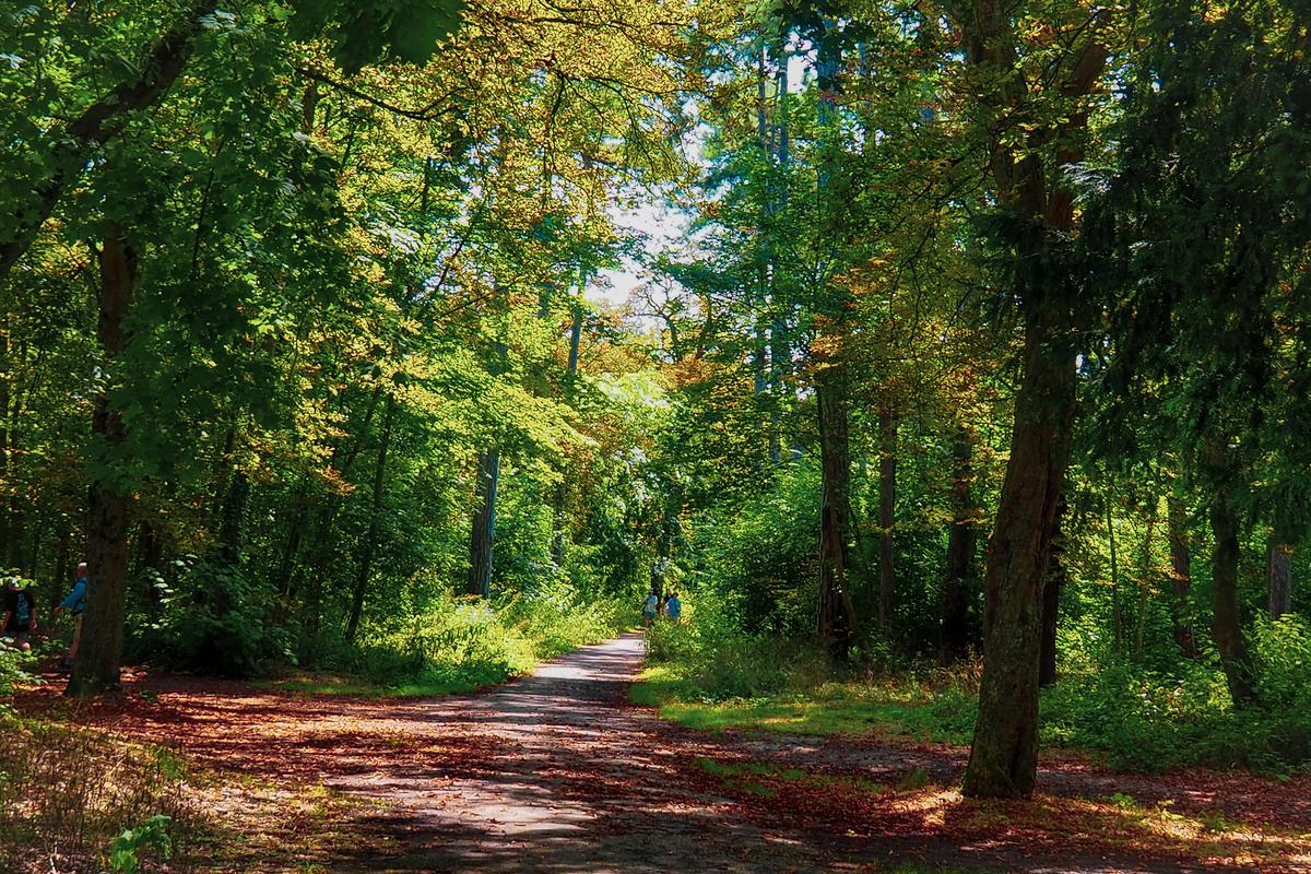 Scenic woodland trail for hiking in Bois de Boulogne, Paris, nature walks in Paris park