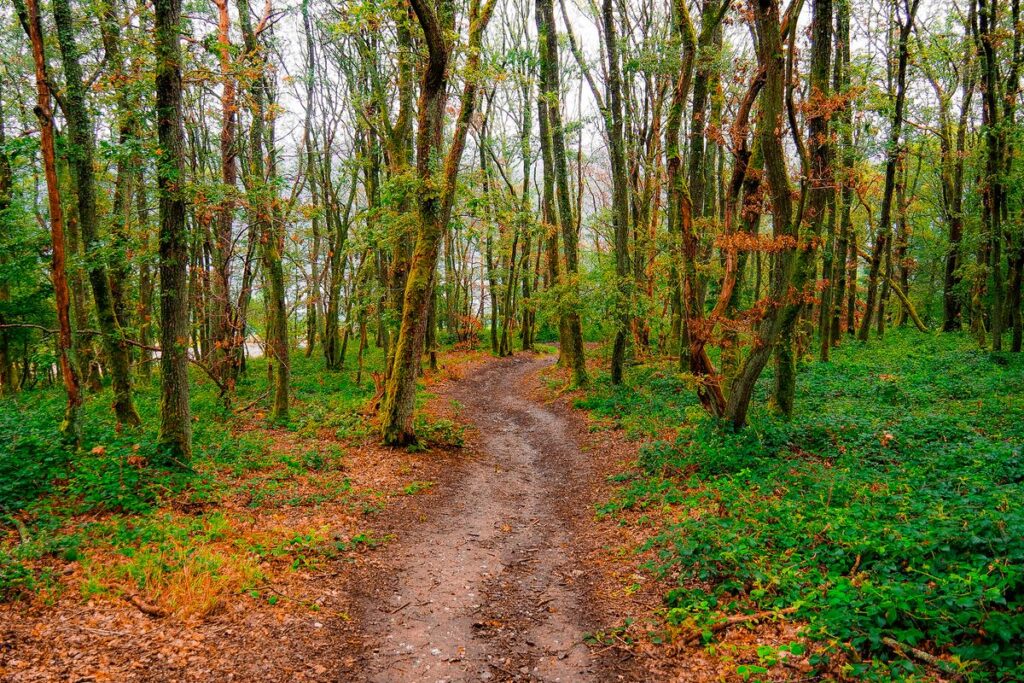 Autumn forest path on the Fünfseenblick trail near Boppard