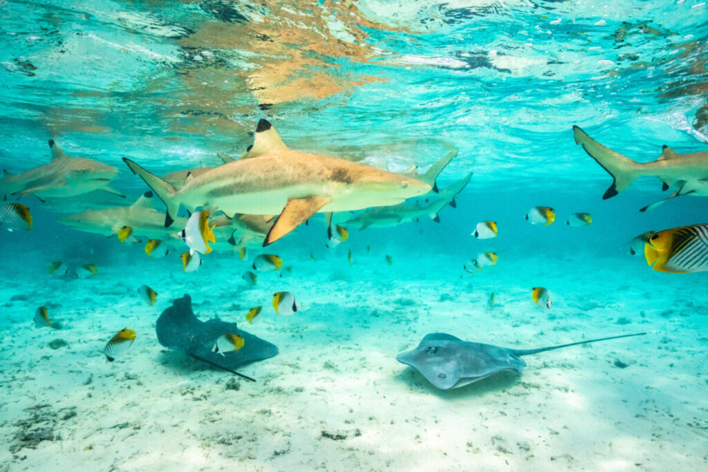 Black-tip reef sharks and stingrays in Bora Bora, French Polynesia