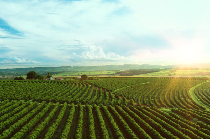 Aerial view of a huge coffee plantation in Brazil