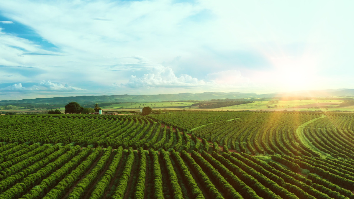 Aerial view of a huge coffee plantation in Brazil