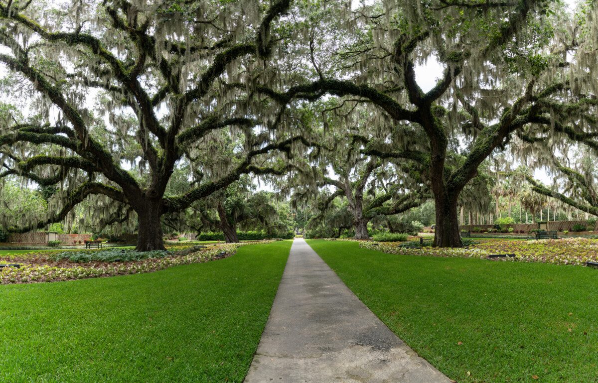 Trail and big oak trees with Spanish moss at Brookgreen Gardens in Myrtle Beach, California