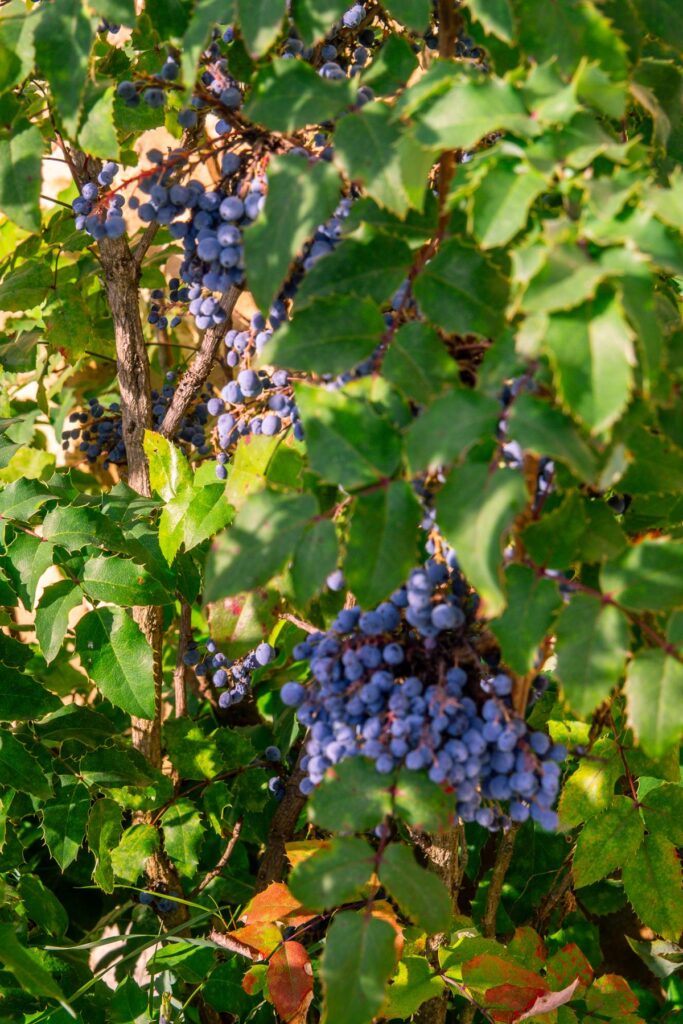 Ripe Burgundy wine grapes in lush French vineyard