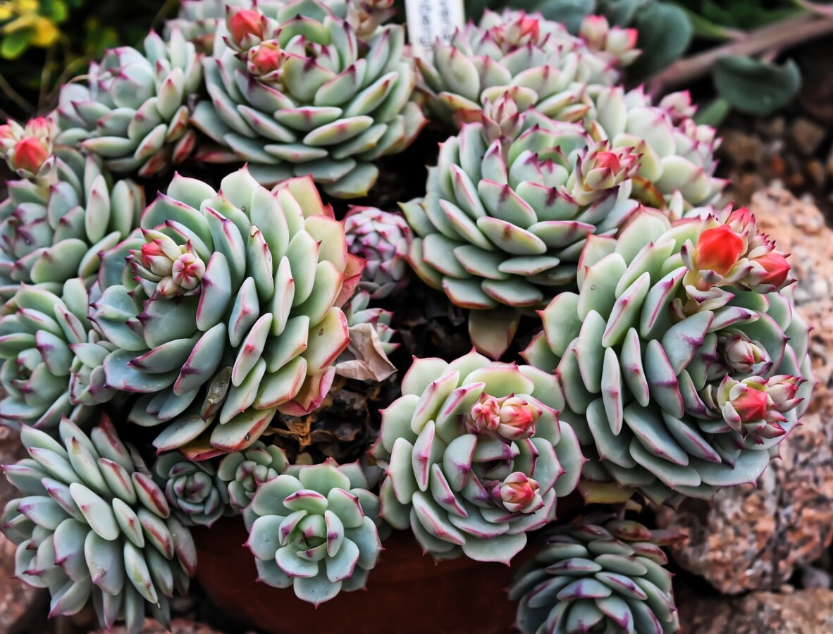 Cacti succulents plant