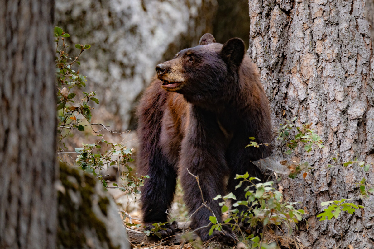 Bear in Yosemite National Park, California