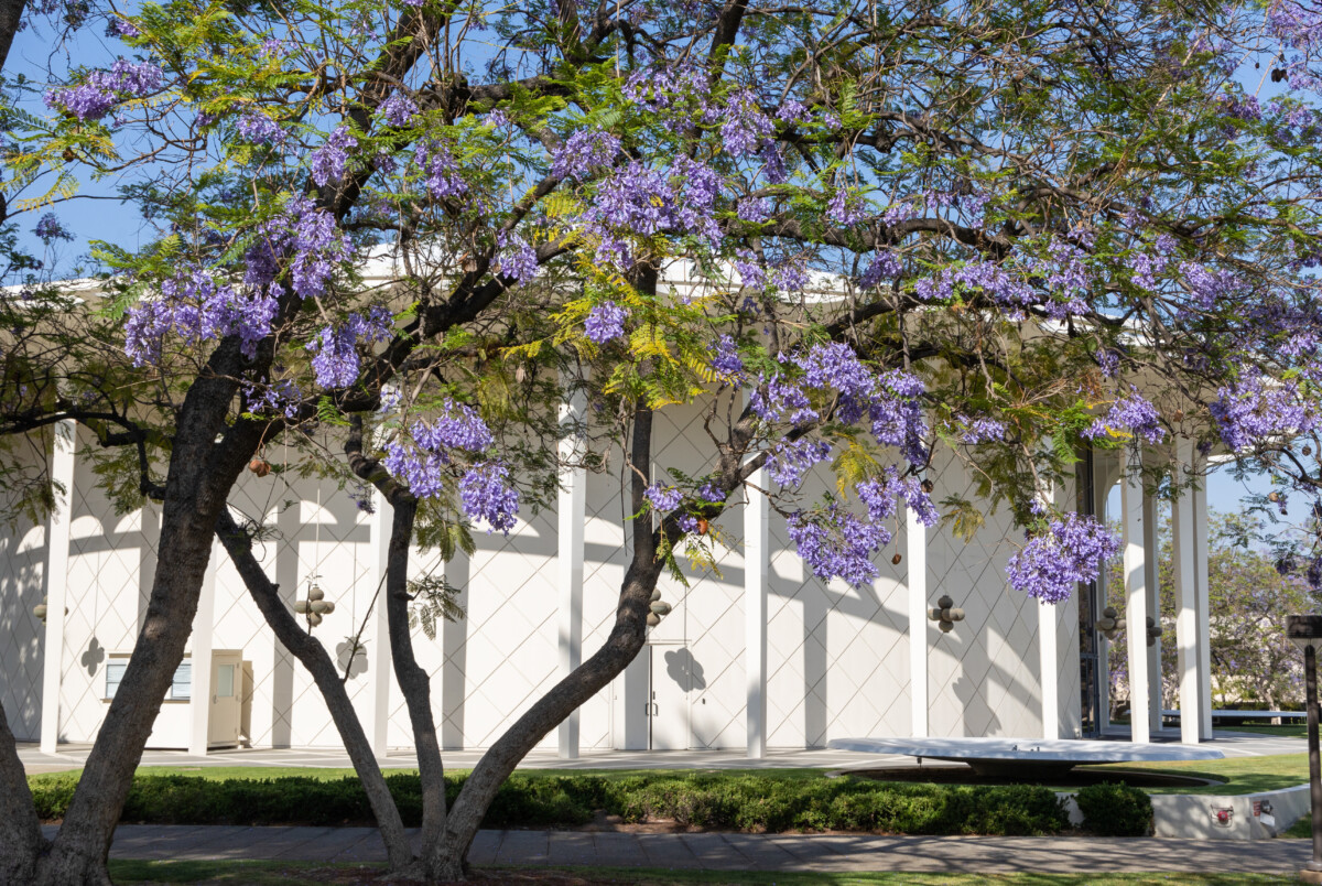 Blooming Jacaranda trees around the auditorium on the campus of Caltech