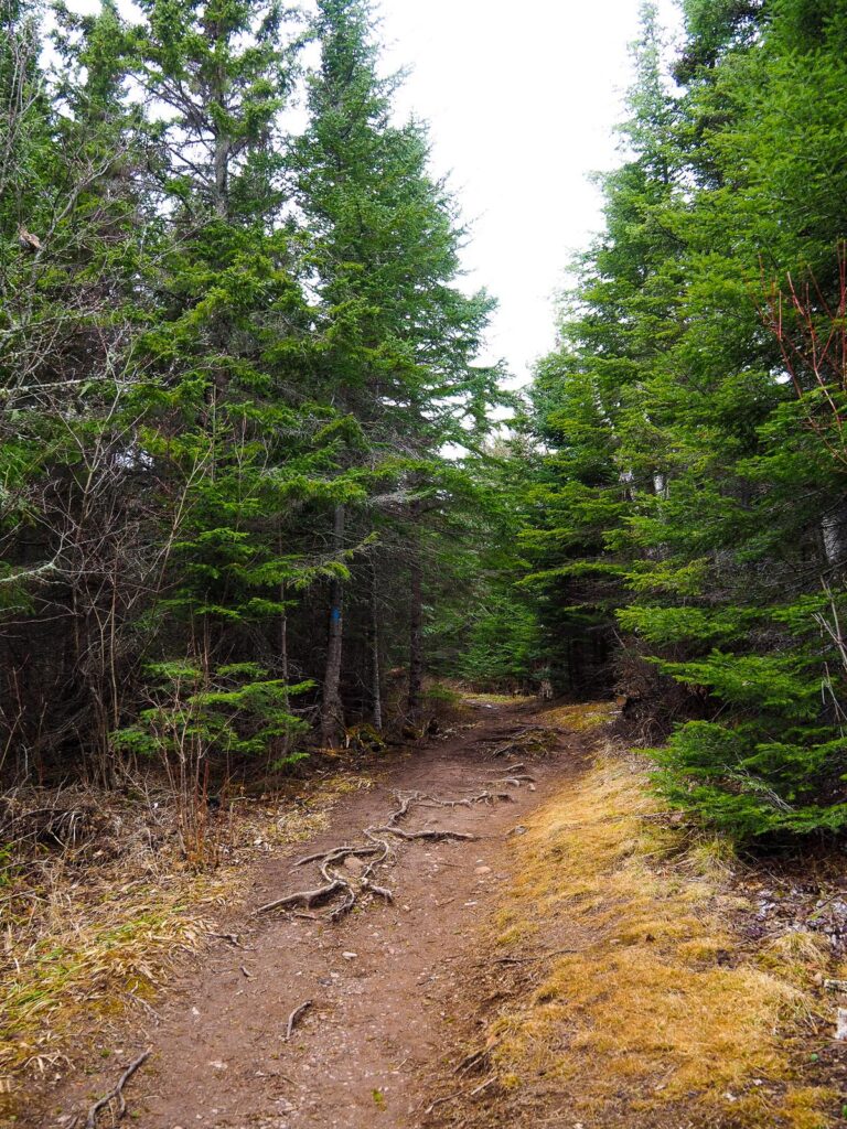 Tranquil trail in Cascade River State Park, Minnesota
