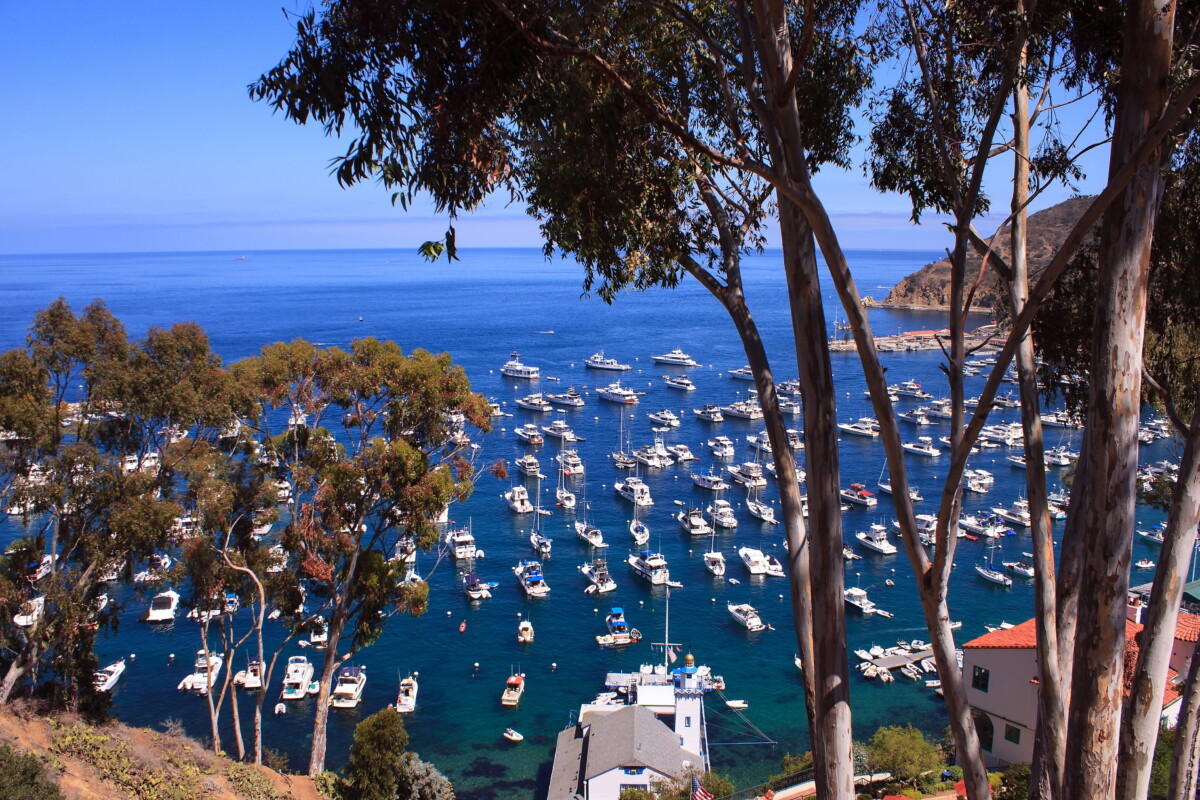Catalina Island A view of marina and open ocean from a hill on a sunny weekend afternoon at Catalina island