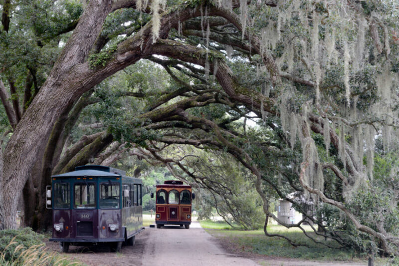 Trail and trolleys at Charleston Tea Plantation in South Carolina, one of the best things to do in Charleston