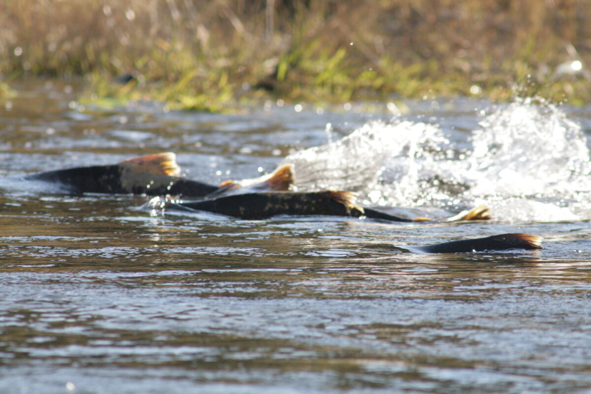 Chinook Salmon in California