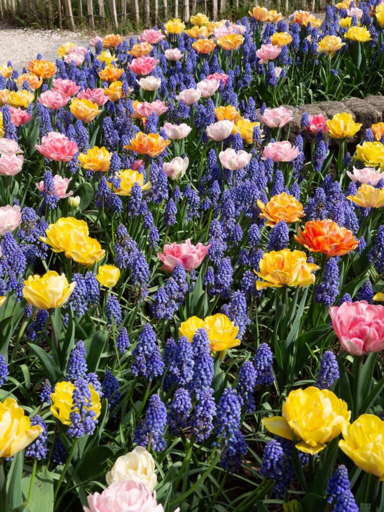 Tulips and grape hyacinths blooming at Keukenhof