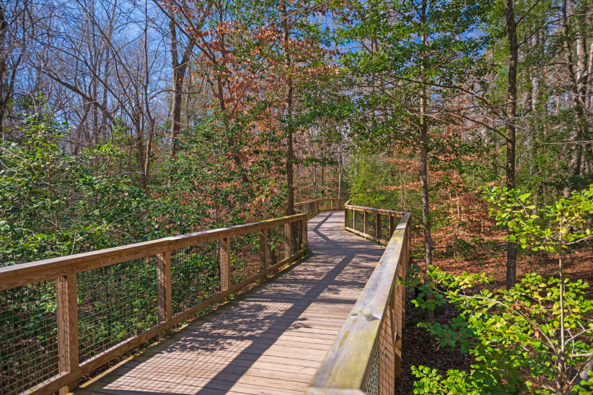 Bottomland forest elevated boardwalk at Congaree National Park in South Carolina