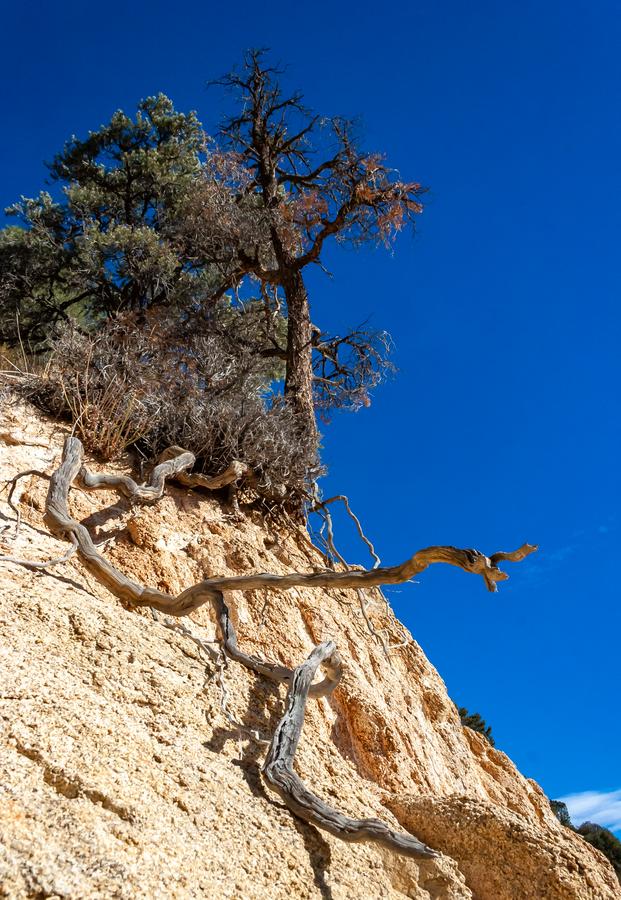 Conifers and other drought-resistant plants grow on the clay and stone rocks of the mountain at the pass in the Sierra Nevada Mountains, California, USA