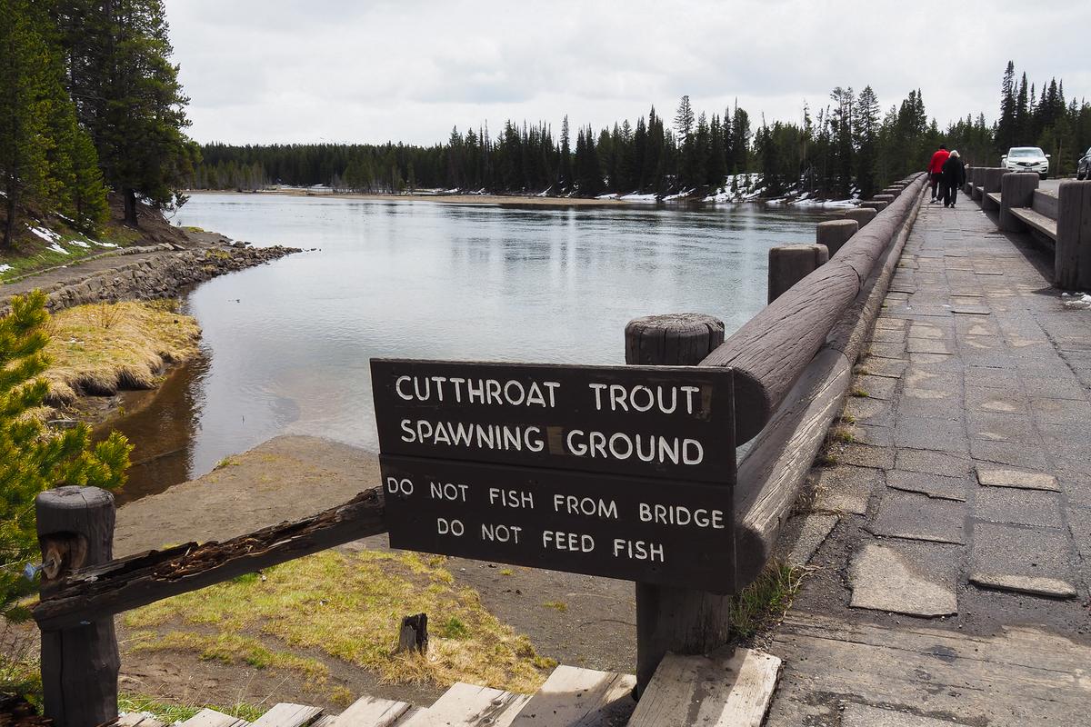 Cutthroat trout spawning ground at Fishing Bridge, Yellowstone National Park