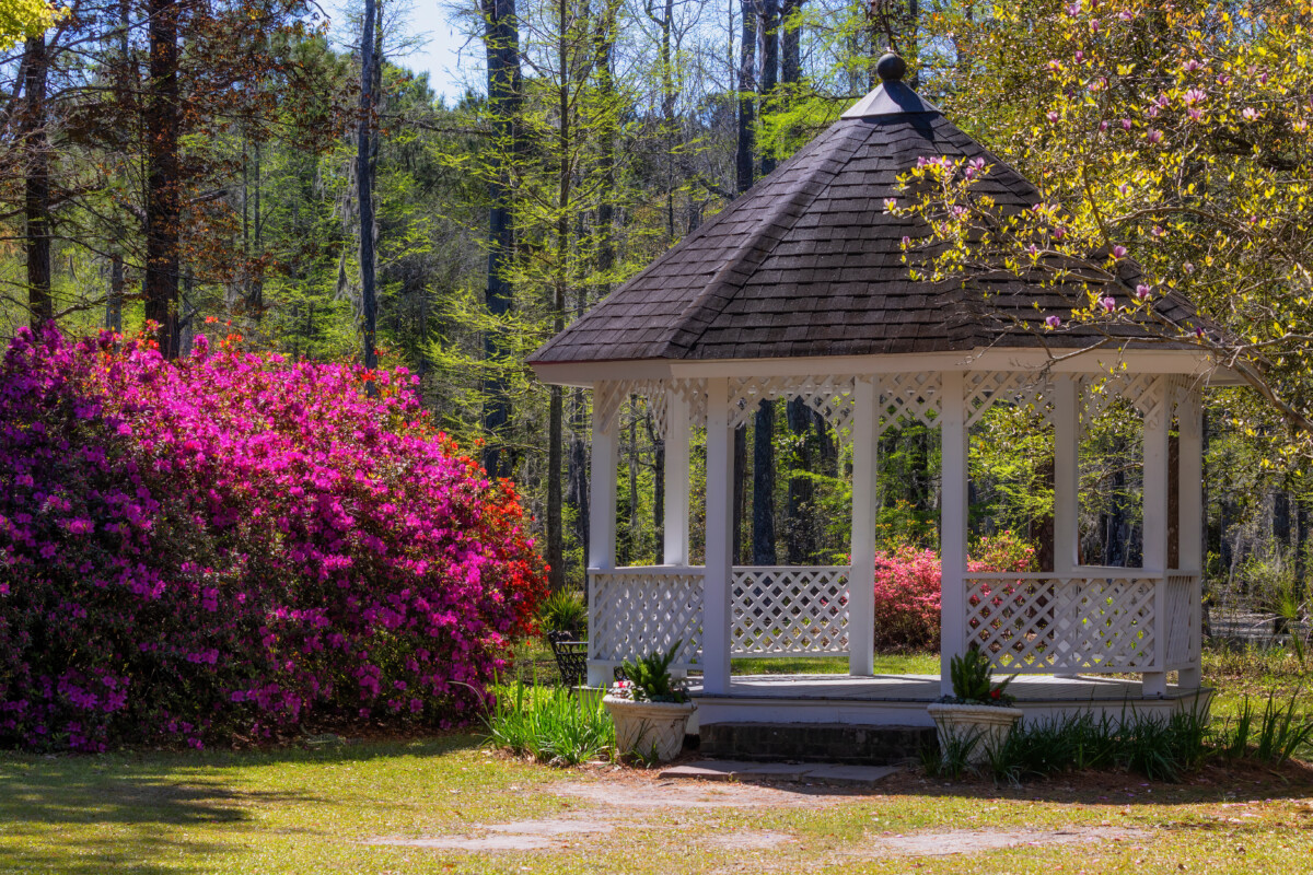 Nature in Crypress Gardens in Moncks Corner, Sourth Carolina, USA