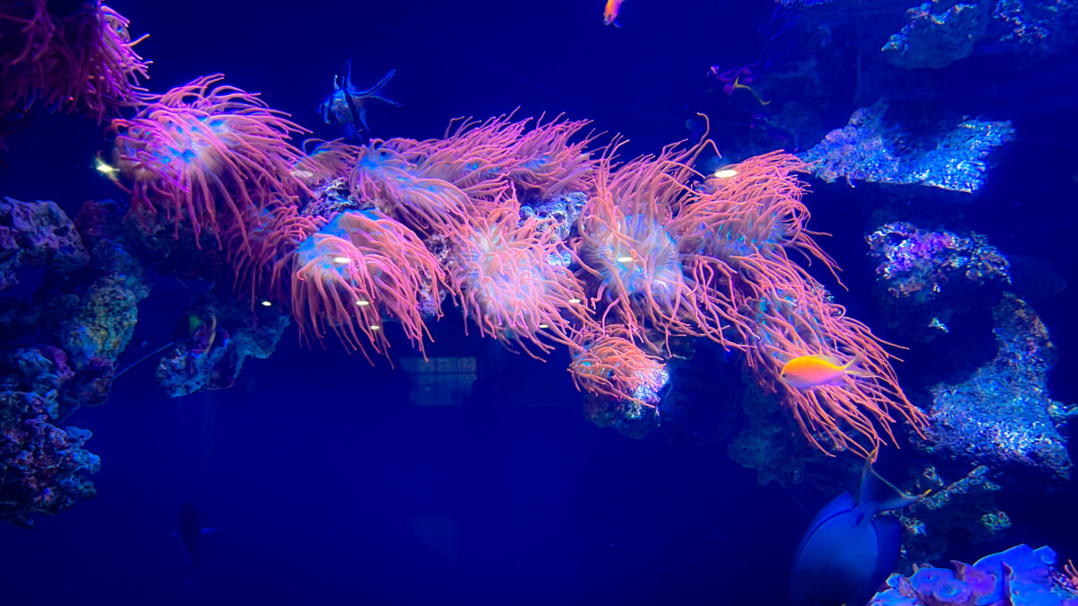 Under water pink color jellyfish in Dallas world aquarium, USA