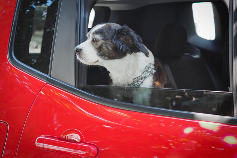Wilco the Dog on a road trip in a red jeep renegade