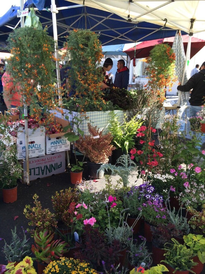 Flowers for sale at Downtown Palo Alto Farmers' Market