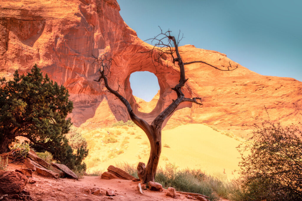 Old tree and the view of Ear of the Wind Arch in Arizona