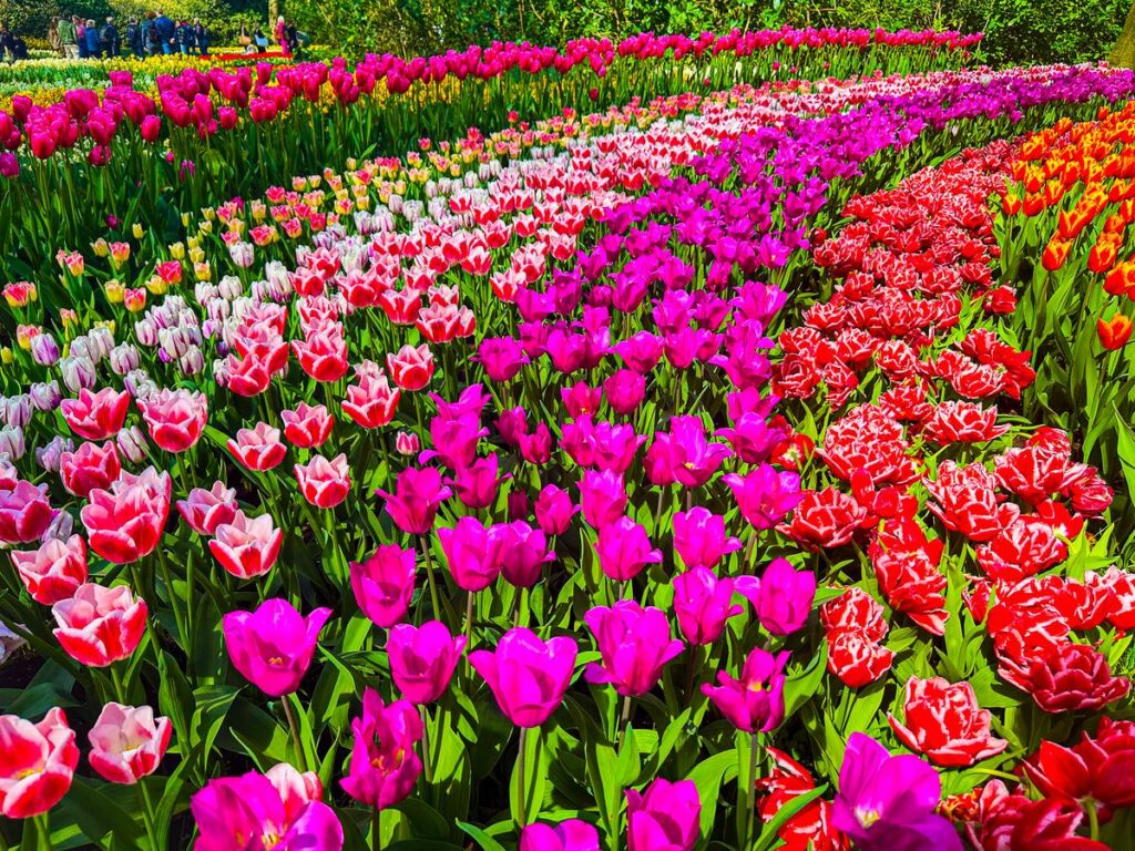 Experience the vibrant tulip extravaganza at Keukenhof Gardens, Netherlands - rows of colorful tulips in full bloom under a sunny sky.