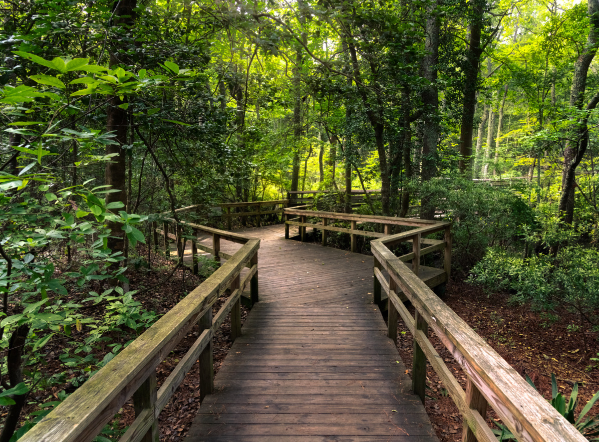 Wooden trail in First Landing State Park, Virginia Beach