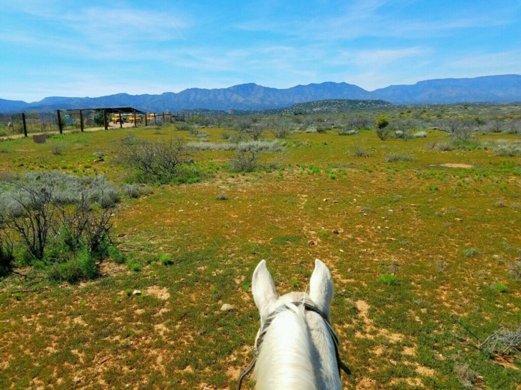 A white horse on a trail ride in Flagstaff, Arizona