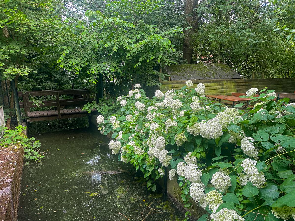 Hydrangeas and dense greenery beside Nieuwe Diep in Flevopark
