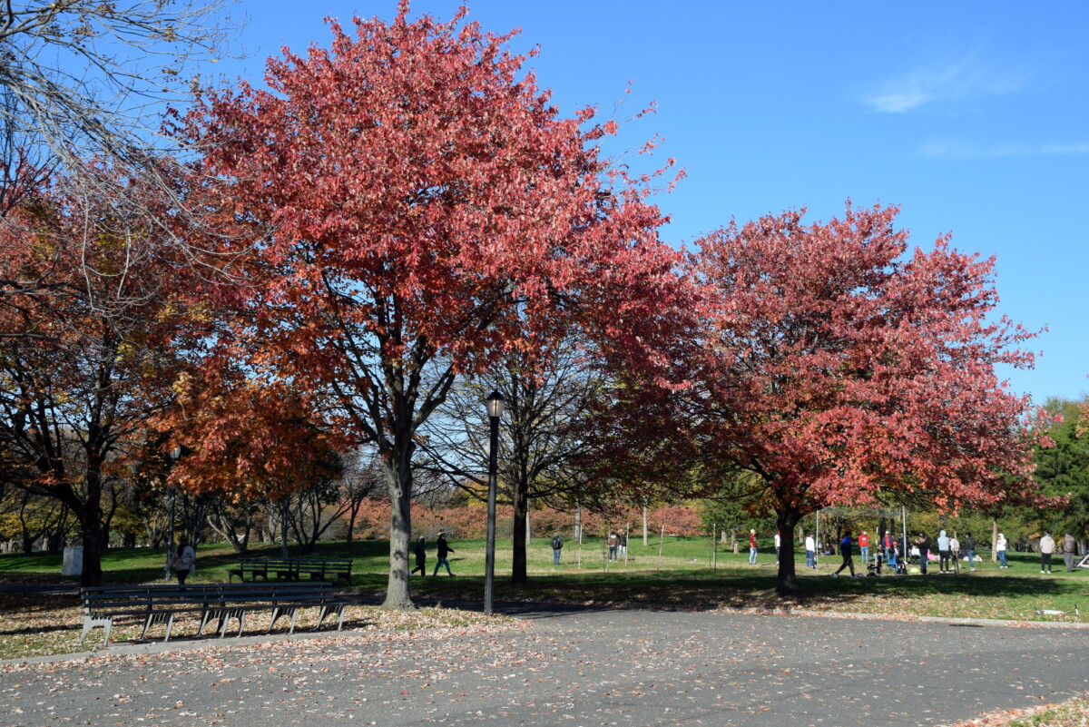 Autumn scene at Flushing Meadows-Corona Park in Queens , New York