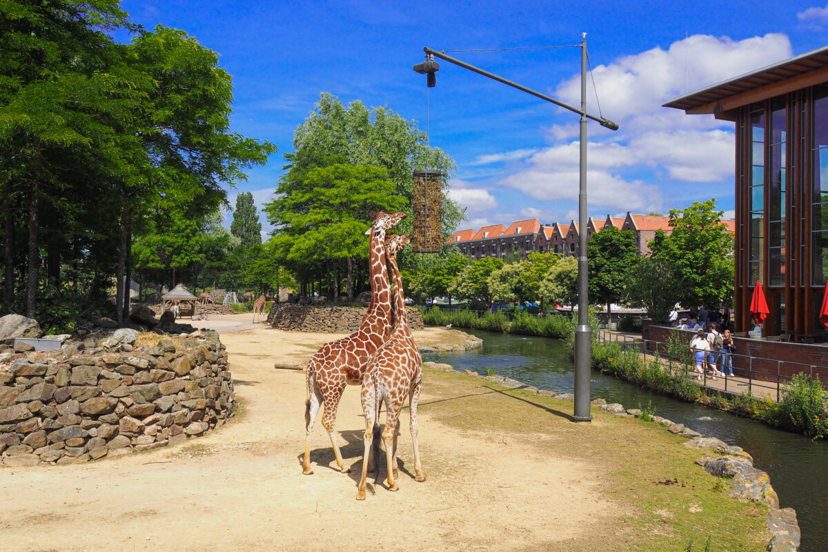 Giraffes in the enclosure at ARTIS Amsterdam Royal Zoo