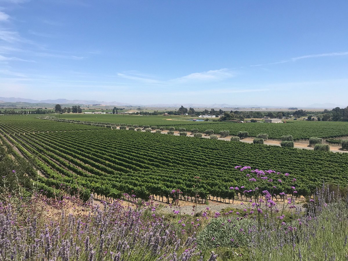 Panoramic view of Gloria Ferrer Champagne Caves Vineyards