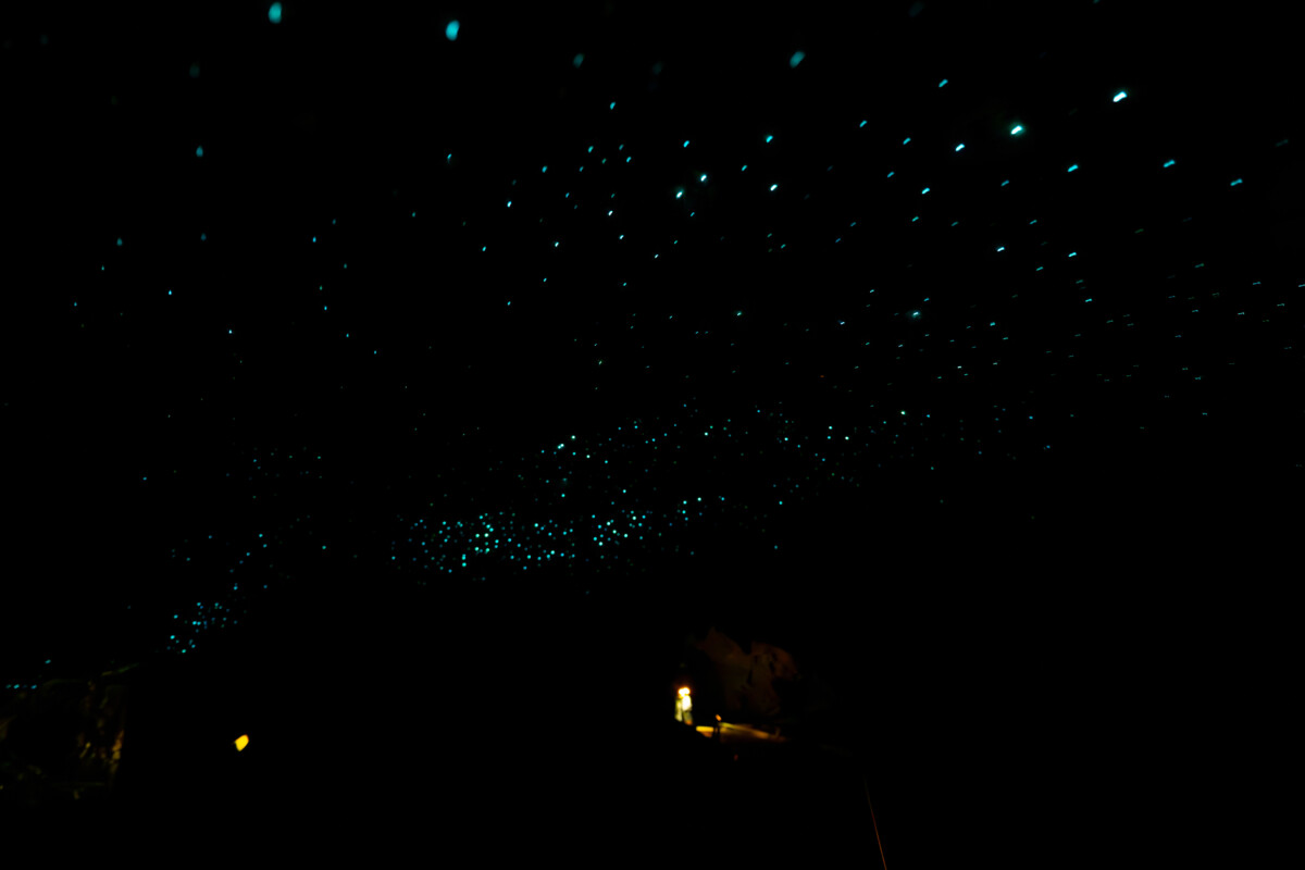 Glowworms shining across a dark cave ceiling in Waitomo