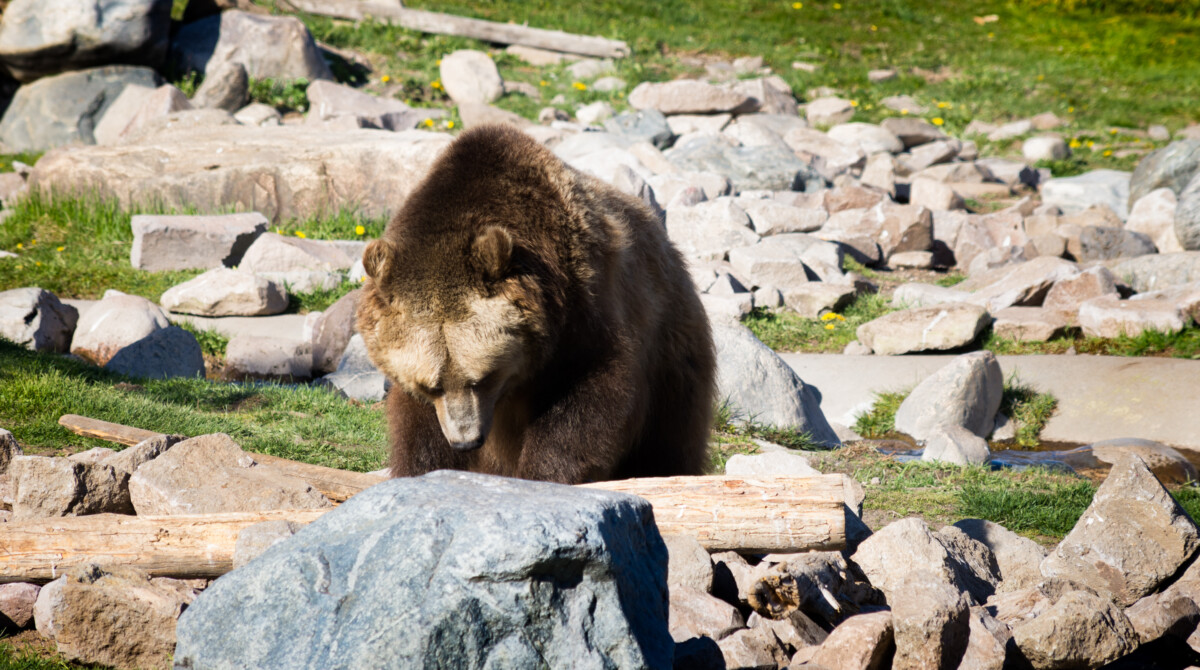 Grizzly bear at Grizzly and Wolf Discovery Center in West Yellowstone, Montana