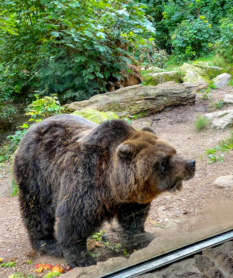 Grizzly Bear at the Alpenzoo Innsbruck (Alpine Zoo of Innsbruck)