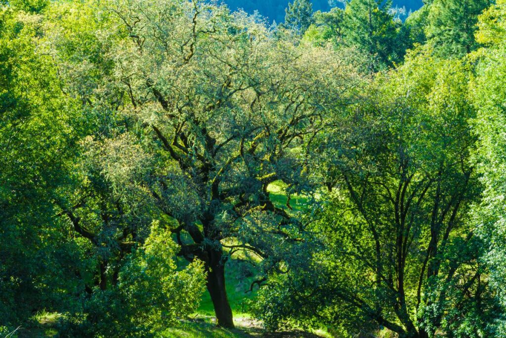 Mature Hardwood Forest, Armstrong Woods State Natural Reserve, Guerneville, California, USA