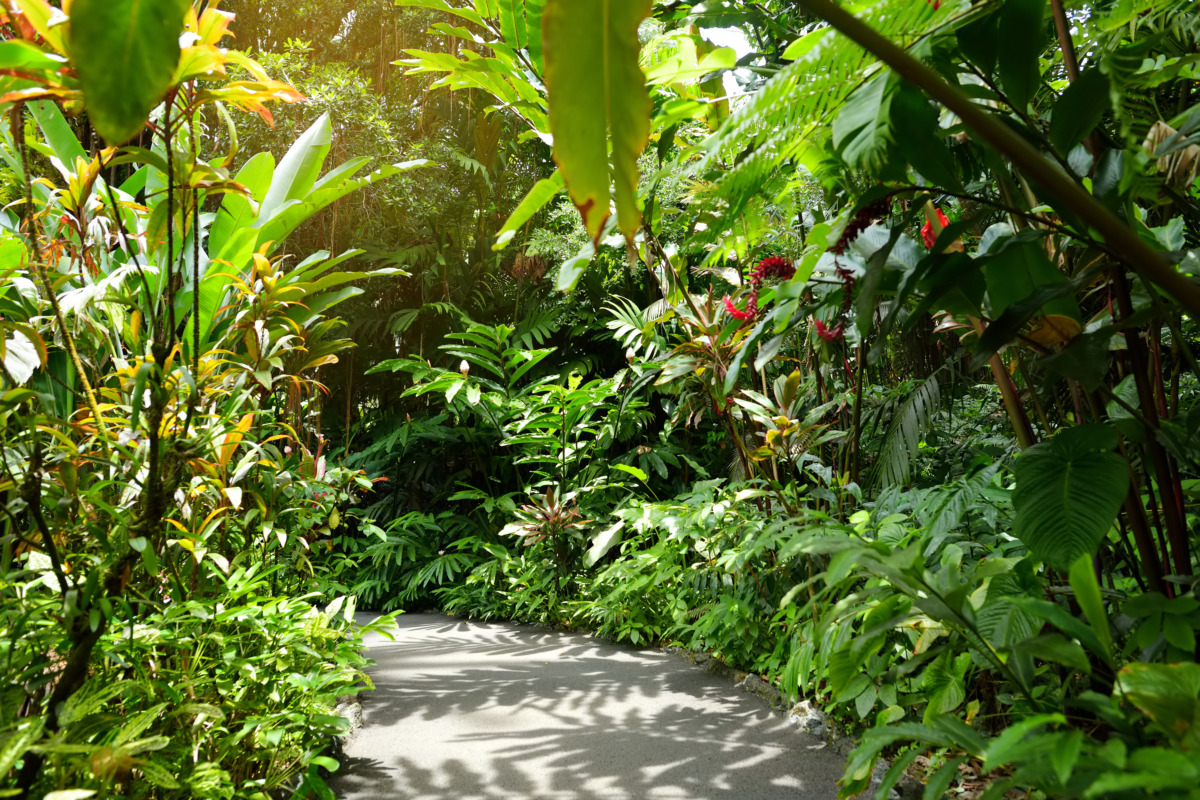 Hawaii Tropical Botanical Garden of Big Island of Hawaii tropical vegetation and trail