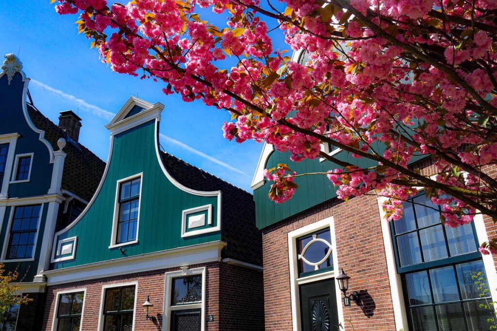 Cherry blossoms in full bloom at Zaanse Schans, Netherlands