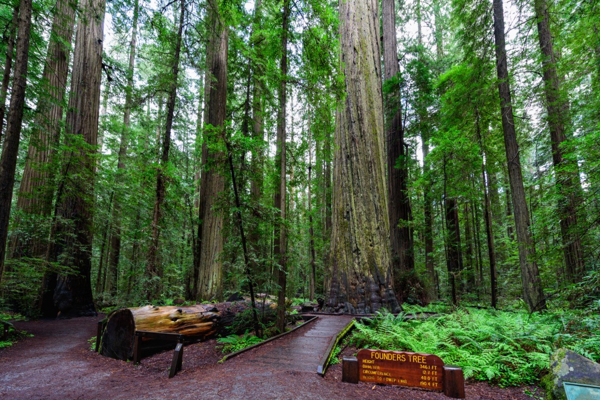 Founders Tree and Trail in Humboldt Redwoods State Park