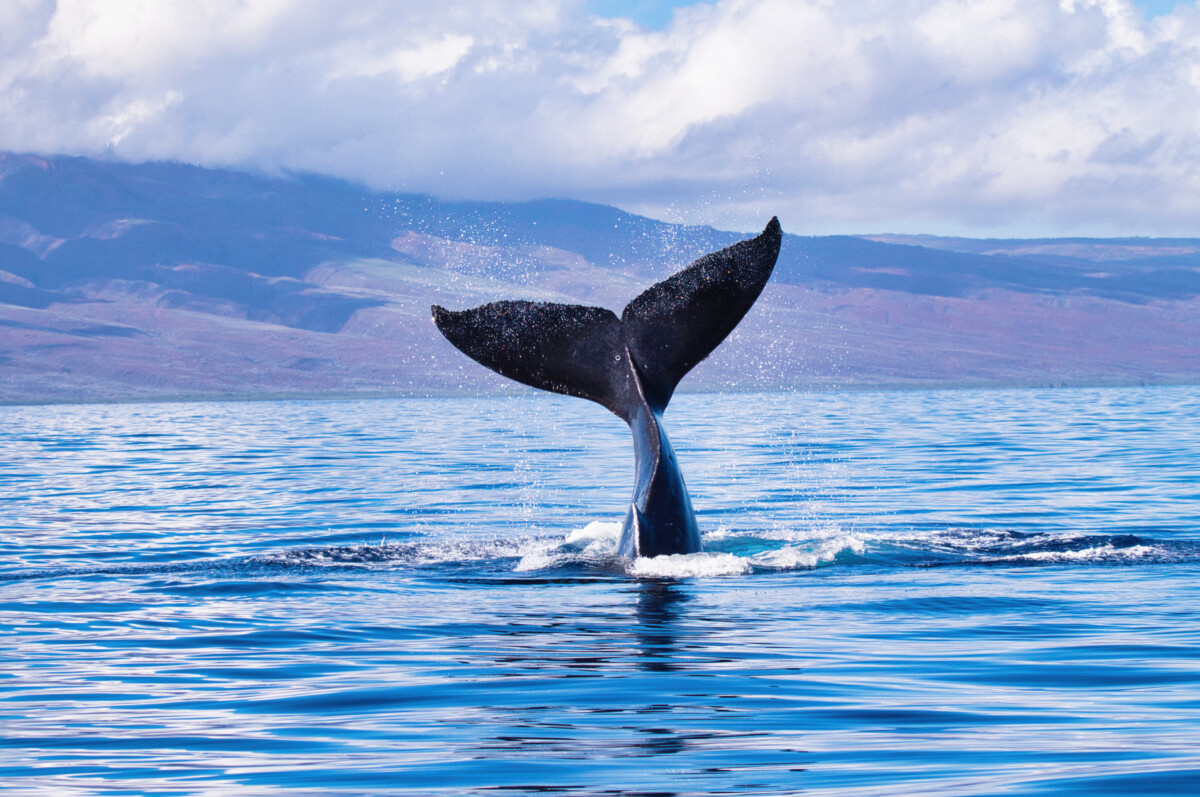 Humback Whale in Maui, Hawaii