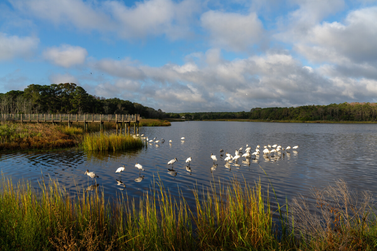 Wildlife, wooden boardwalk, and marsh of Huntington Beach State Park