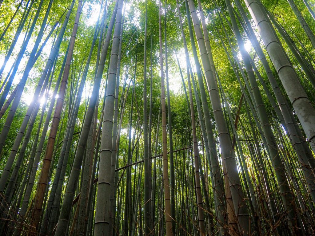 Kyoto