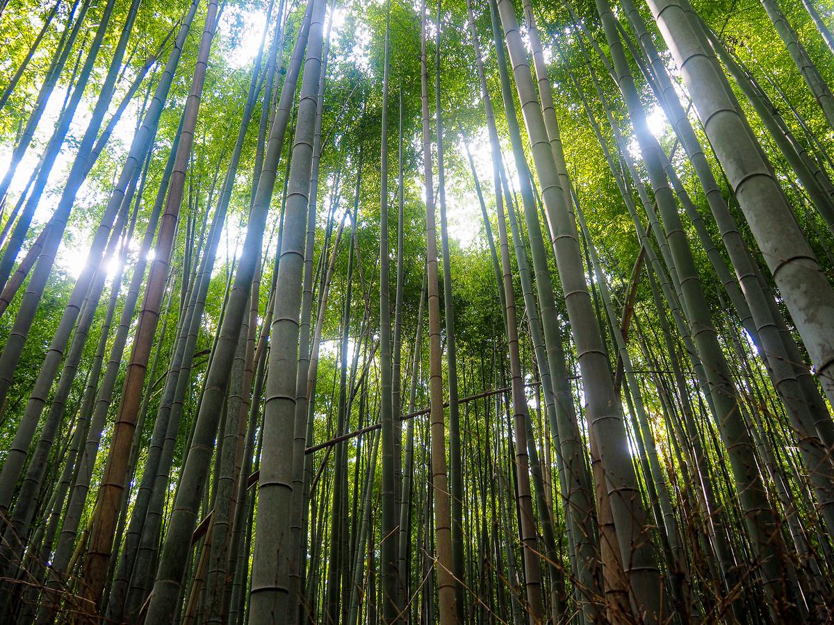 Iconic bamboo trees in Arashiyama Bamboo Grove, Kyoto with sunlight filtering through.