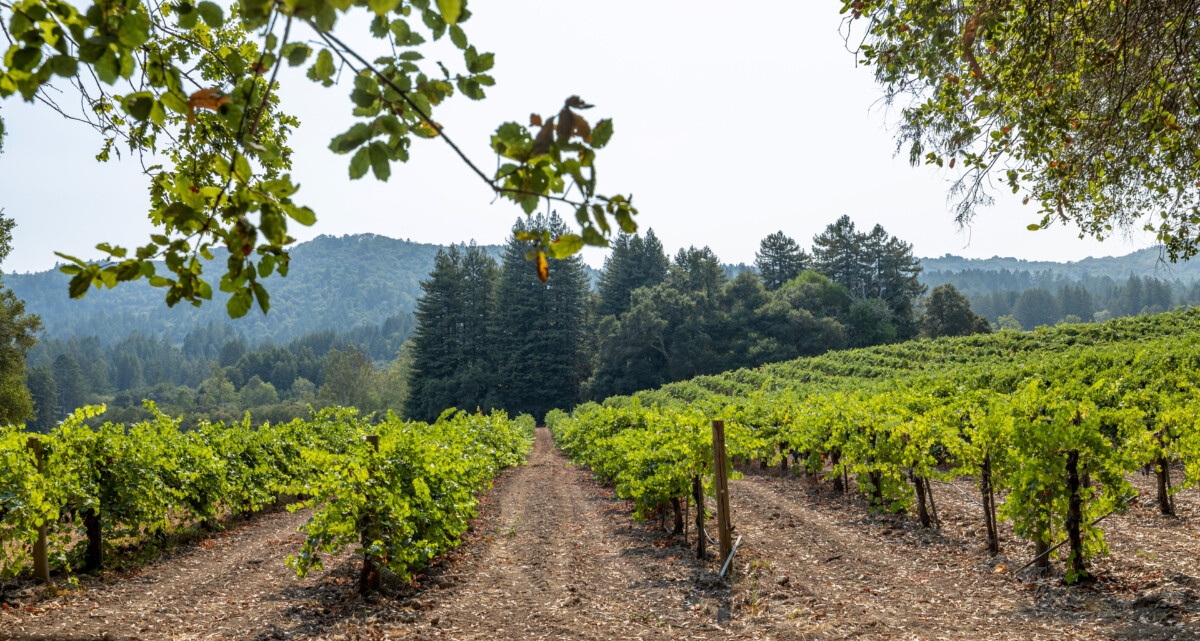 Vineyards, trees, and skyline at Jack London State Historic Park in California