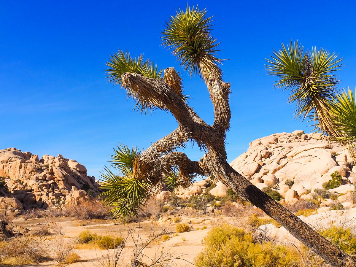 Joshua Tree silhouette against rocky terrain in Joshua Tree National Park