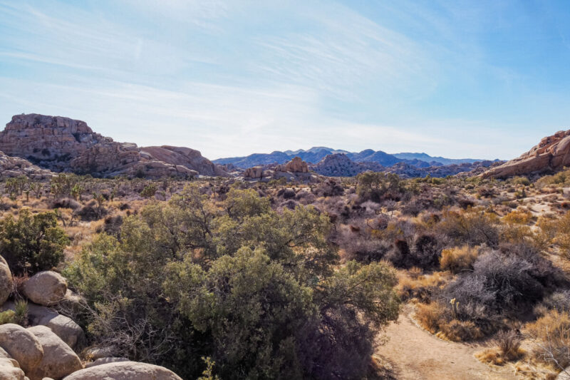 Desert and Mountain Landscape in Joshua Tree